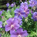Geranium magnificum fleur